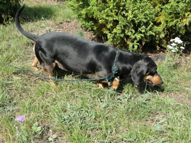 Koty do adopcji #adopcja #adopcje #Gliwice #kocięta #kot #kotki #koty #pomoc #przygarnę #schronisko #zaadoptuję #zwierzęta