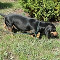 Koty do adopcji #adopcja #adopcje #Gliwice #kocięta #kot #kotki #koty #pomoc #przygarnę #schronisko #zaadoptuję #zwierzęta