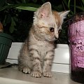 Koty do adopcji #adopcja #adopcje #Gliwice #kocięta #kot #kotki #koty #pomoc #przygarnę #schronisko #zaadoptuję #zwierzęta