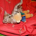 Koty do adopcji #adopcja #adopcje #Gliwice #kocięta #kot #kotki #koty #pomoc #przygarnę #schronisko #zaadoptuję #zwierzęta