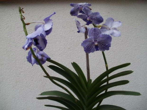 vanda