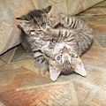 Koty do adopcji #adopcja #adopcje #Gliwice #kocięta #kot #kotki #koty #pomoc #przygarnę #schronisko #zaadoptuję #zwierzęta
