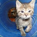 Koty do adopcji #adopcja #adopcje #Gliwice #kocięta #kot #kotki #koty #pomoc #przygarnę #schronisko #zaadoptuję #zwierzęta