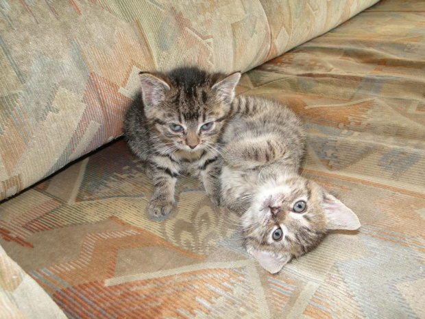 Koty do adopcji #adopcja #adopcje #Gliwice #kocięta #kot #kotki #koty #pomoc #przygarnę #schronisko #zaadoptuję #zwierzęta