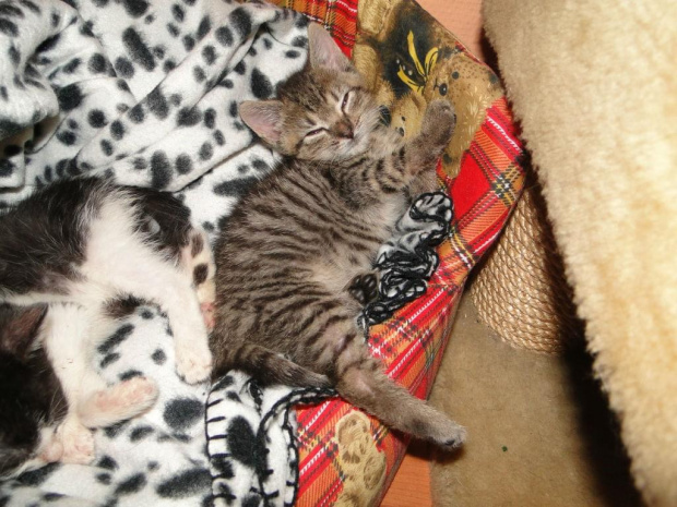 Koty do adopcji #adopcja #adopcje #Gliwice #kocięta #kot #kotki #koty #pomoc #przygarnę #schronisko #zaadoptuję #zwierzęta