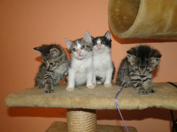 Koty do adopcji #adopcja #adopcje #Gliwice #kocięta #kot #kotki #koty #pomoc #przygarnę #schronisko #zaadoptuję #zwierzęta