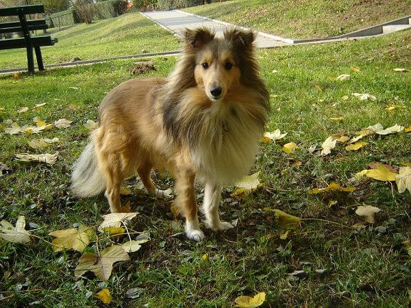 sheltie #SheltieOwczarekSzetlandzki