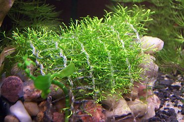 wgłębka na kamieniu #Adam