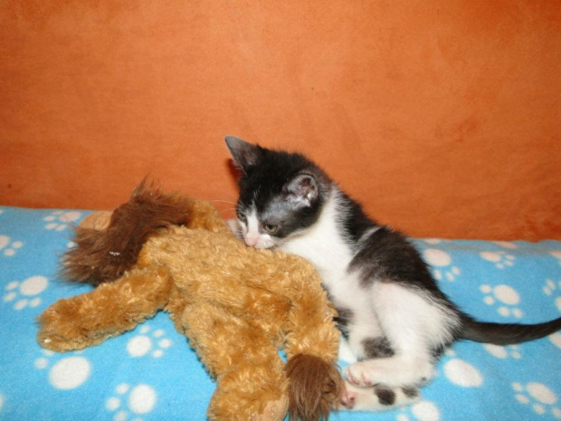 Koty do adopcji #adopcja #adopcje #Gliwice #kocięta #kot #kotki #koty #pomoc #przygarnę #schronisko #zaadoptuję #zwierzęta