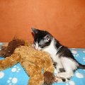 Koty do adopcji #adopcja #adopcje #Gliwice #kocięta #kot #kotki #koty #pomoc #przygarnę #schronisko #zaadoptuję #zwierzęta
