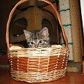 Koty do adopcji #adopcja #adopcje #Gliwice #kocięta #kot #kotki #koty #pomoc #przygarnę #schronisko #zaadoptuję #zwierzęta