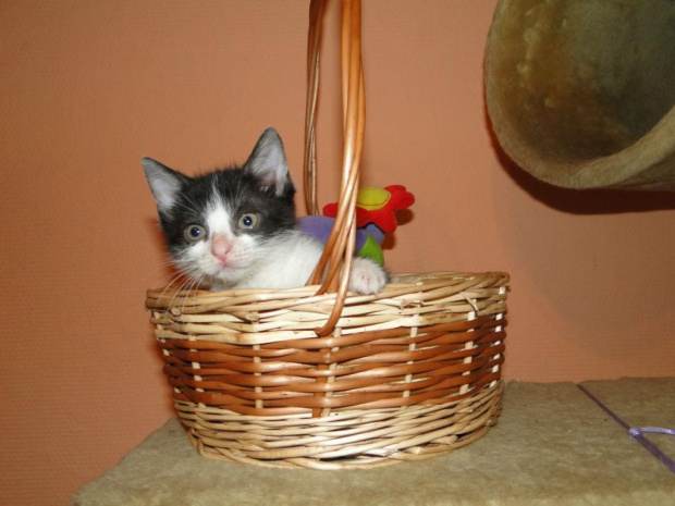 Koty do adopcji #adopcja #adopcje #Gliwice #kocięta #kot #kotki #koty #pomoc #przygarnę #schronisko #zaadoptuję #zwierzęta