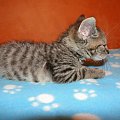 Koty do adopcji #adopcja #adopcje #Gliwice #kocięta #kot #kotki #koty #pomoc #przygarnę #schronisko #zaadoptuję #zwierzęta