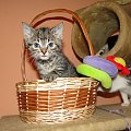 Koty do adopcji #adopcja #adopcje #Gliwice #kocięta #kot #kotki #koty #pomoc #przygarnę #schronisko #zaadoptuję #zwierzęta