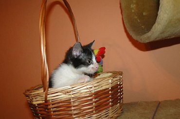Koty do adopcji #adopcja #adopcje #Gliwice #kocięta #kot #kotki #koty #pomoc #przygarnę #schronisko #zaadoptuję #zwierzęta