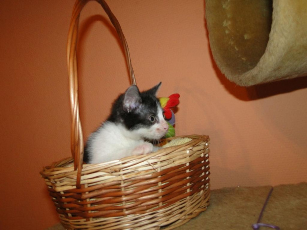 Koty do adopcji #adopcja #adopcje #Gliwice #kocięta #kot #kotki #koty #pomoc #przygarnę #schronisko #zaadoptuję #zwierzęta