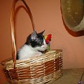 Koty do adopcji #adopcja #adopcje #Gliwice #kocięta #kot #kotki #koty #pomoc #przygarnę #schronisko #zaadoptuję #zwierzęta