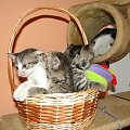 Koty do adopcji #adopcja #adopcje #Gliwice #kocięta #kot #kotki #koty #pomoc #przygarnę #schronisko #zaadoptuję #zwierzęta