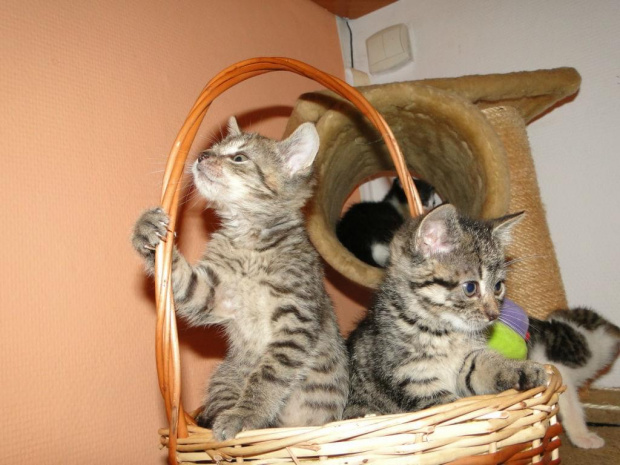 Koty do adopcji #adopcja #adopcje #Gliwice #kocięta #kot #kotki #koty #pomoc #przygarnę #schronisko #zaadoptuję #zwierzęta