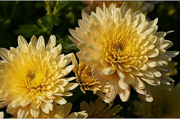 Chryzantemy... #Chryzantemy #makro #kwiaty #jesień