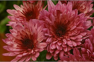 Chryzantemy... #Chryzantemy #makro #kwiaty #jesień