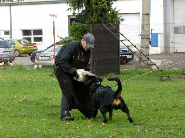 8 #amigo #psy #rottweiler