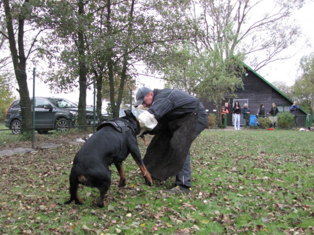 3 #amigo #psy #rottweiler