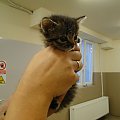 Koty do adopcji #adopcja #adopcje #Gliwice #kocięta #kot #kotki #koty #pomoc #przygarnę #schronisko #zaadoptuję #zwierzęta