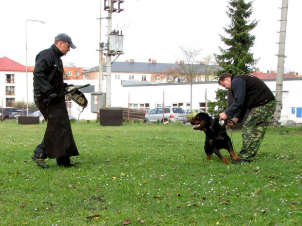 5 #amigo #psy #rottweiler