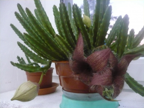 Stapelia grandifloraa #stapelia