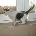 Koty do adopcji #adopcja #adopcje #Gliwice #kocięta #kot #kotki #koty #pomoc #przygarnę #schronisko #zaadoptuję #zwierzęta
