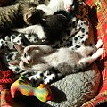 Koty do adopcji #adopcja #adopcje #Gliwice #kocięta #kot #kotki #koty #pomoc #przygarnę #schronisko #zaadoptuję #zwierzęta