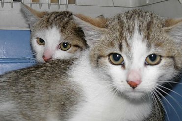 Koty do adopcji #adopcja #adopcje #Gliwice #kocięta #kot #kotki #koty #pomoc #przygarnę #schronisko #zaadoptuję #zwierzęta