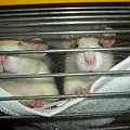 Tulio z Borysem #szczury #szczur #rat #rats