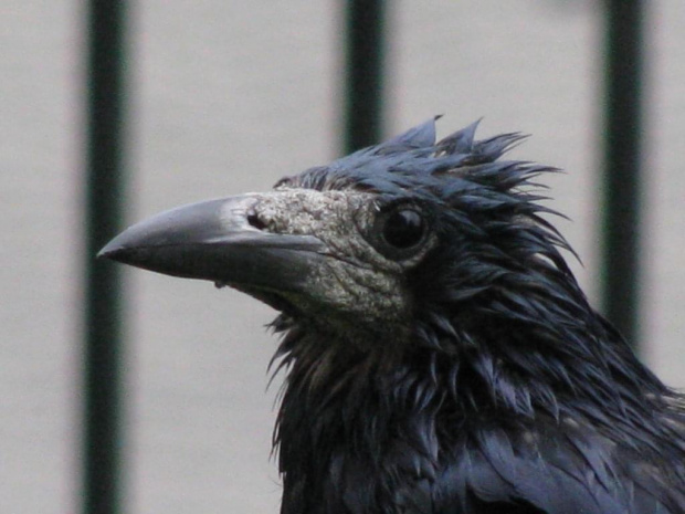 Portret wrony w czasie deszczu :) #ptaki