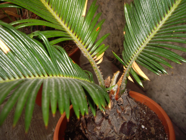 cycas revoluta