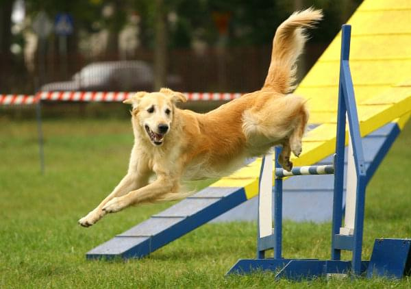 agility, kozienice, psy #agility #kozienice #psy