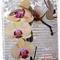 storczyk #orchidea #RoślinyPokojowe #dom