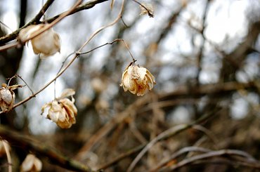 #kwiaty #zima #suszki #natura