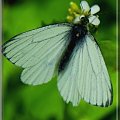 jakiś gatunek bielinka #motyl #owad #bielinek #makro