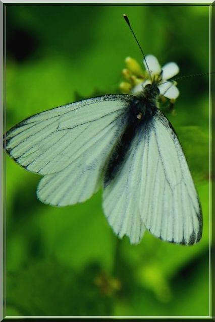 jakiś gatunek bielinka #motyl #owad #bielinek #makro