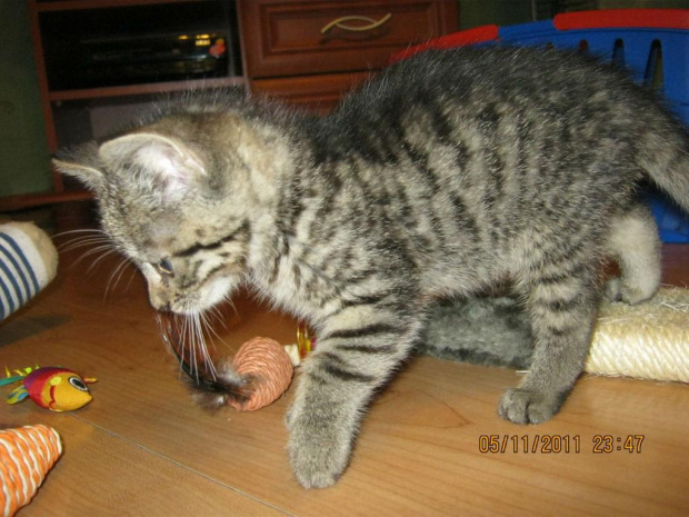 Koty do adopcji #adopcja #adopcje #Gliwice #kocięta #kot #kotki #koty #pomoc #przygarnę #schronisko #zaadoptuję #zwierzęta