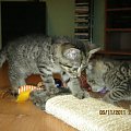 Koty do adopcji #adopcja #adopcje #Gliwice #kocięta #kot #kotki #koty #pomoc #przygarnę #schronisko #zaadoptuję #zwierzęta
