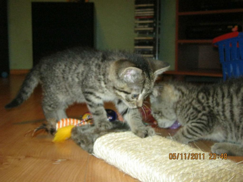 Koty do adopcji #adopcja #adopcje #Gliwice #kocięta #kot #kotki #koty #pomoc #przygarnę #schronisko #zaadoptuję #zwierzęta