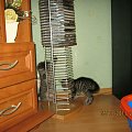 Koty do adopcji #adopcja #adopcje #Gliwice #kocięta #kot #kotki #koty #pomoc #przygarnę #schronisko #zaadoptuję #zwierzęta