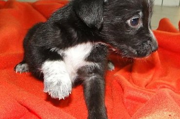 Koty do adopcji #adopcja #adopcje #Gliwice #kocięta #kot #kotki #koty #pomoc #przygarnę #schronisko #zaadoptuję #zwierzęta