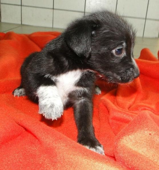Koty do adopcji #adopcja #adopcje #Gliwice #kocięta #kot #kotki #koty #pomoc #przygarnę #schronisko #zaadoptuję #zwierzęta