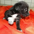 Koty do adopcji #adopcja #adopcje #Gliwice #kocięta #kot #kotki #koty #pomoc #przygarnę #schronisko #zaadoptuję #zwierzęta