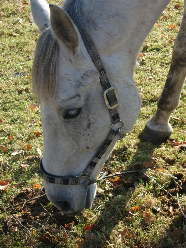 Koń który zjadł mi jabłko :))