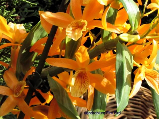 Dendrobium starbust
"Fire Bird"